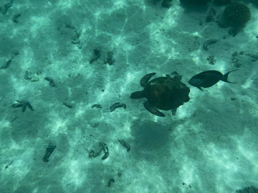Muscat: Daymaniyat Islands Snorkeling Tour - Sandwiches, snacks, and fresh watermelon