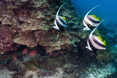 Muscat: Daymaniyat Islands Snorkeling Trip with BBQ Lunch