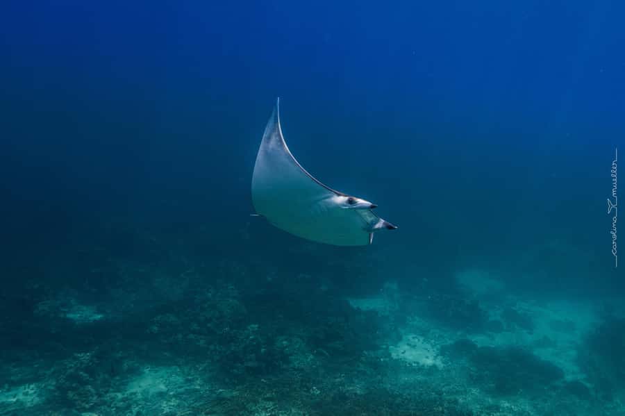 Muscat: Daymaniyat Islands Snorkeling Trip with BBQ Lunch - The $70 question: is the trip good value?