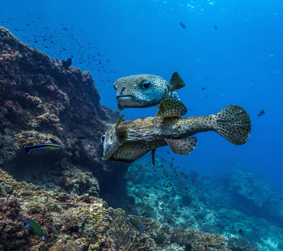 Muscat: Daymaniyat Islands Snorkeling Trip with BBQ Lunch - Who will enjoy this Daymaniyat trip most?
