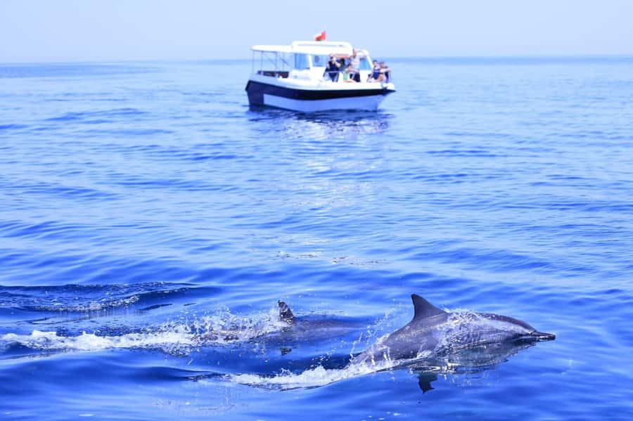 Muscat: Dolphin Watch & Snorkel Excursion - Key points to know before you book