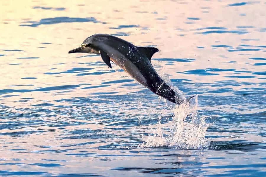 Muscat: Dolphin Watch & Snorkel Excursion - Leaving Marina Bandar Al Rowdha by speedboat