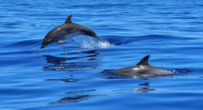 Muscat: Dolphin Watch & Snorkel Excursion