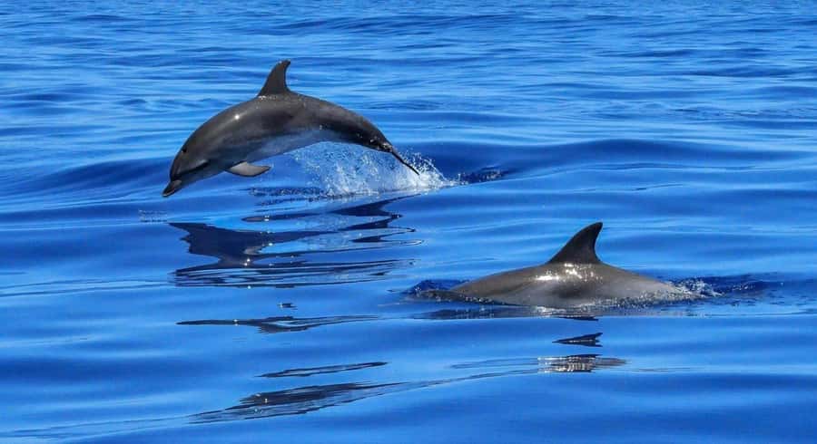Muscat: Dolphin Watch & Snorkel Excursion - From your hotel to Marina Bandar Al Rowdha