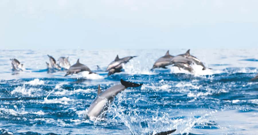 Muscat: Dolphin Watching and Snorkeling Tour - Snorkeling at Bandar Khiran Bay