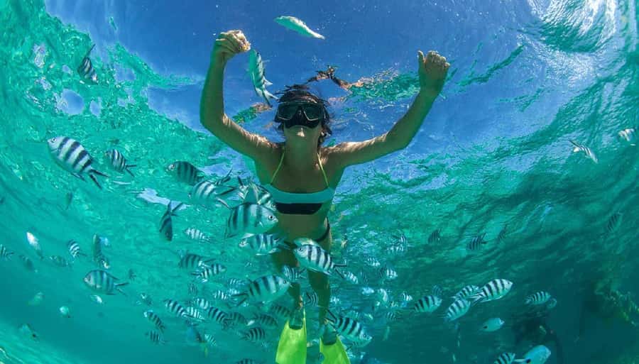 Muscat: Dolphin Watching and Snorkeling Tour - How much value you get for $90
