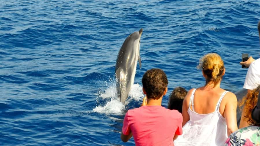 Muscat: Dolphin Watching and Snorkeling Tour - The best and weakest parts of the experience