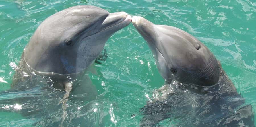Muscat: Dolphin Watching and Snorkeling Tour - Who should book this Muscat boat trip?