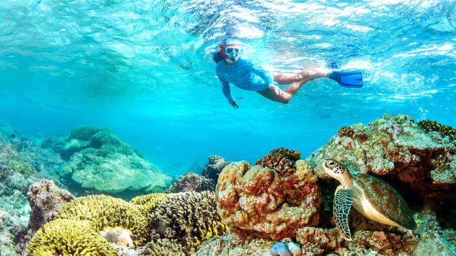 Muscat: Dolphin Watching and Snorkeling Tour - Finding dolphins along the Muscat coast