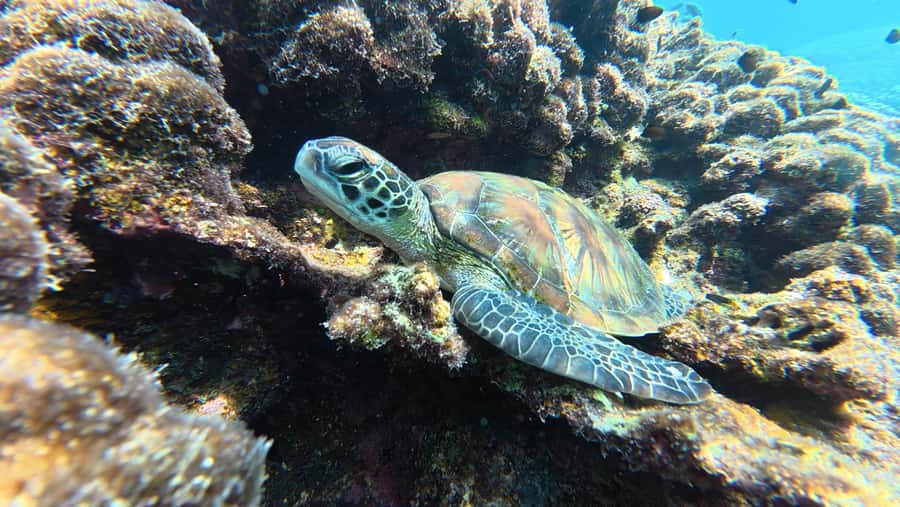 Muscat Oman: Snorkeling adventure to Daymaniyat Island - Key points to know before you book