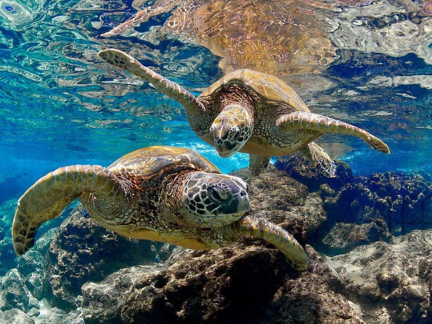 Muscat Oman: Snorkeling adventure to Daymaniyat Island - Is $76 good value?