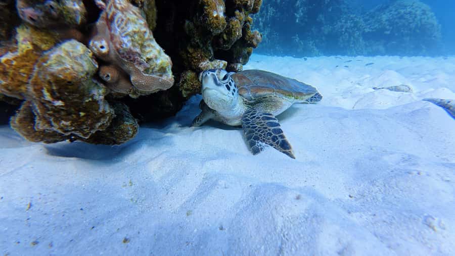 Muscat Oman: Snorkeling adventure to Daymaniyat Island - Two Daymaniyat snorkeling sites, not one quick swim