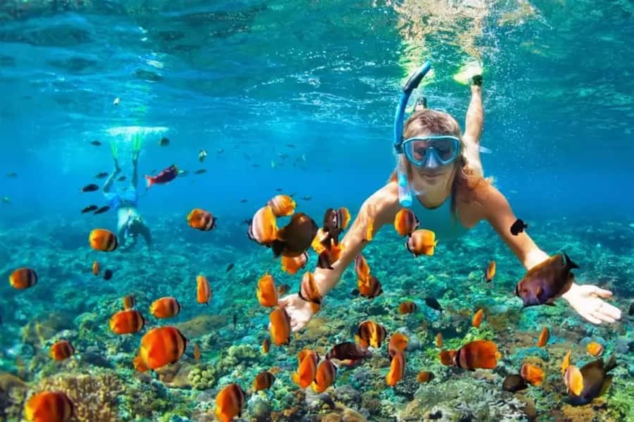 Muscat: Snorkeling and Dolphin Watching Tour - From Marina Bandar Al Rowdha to open water