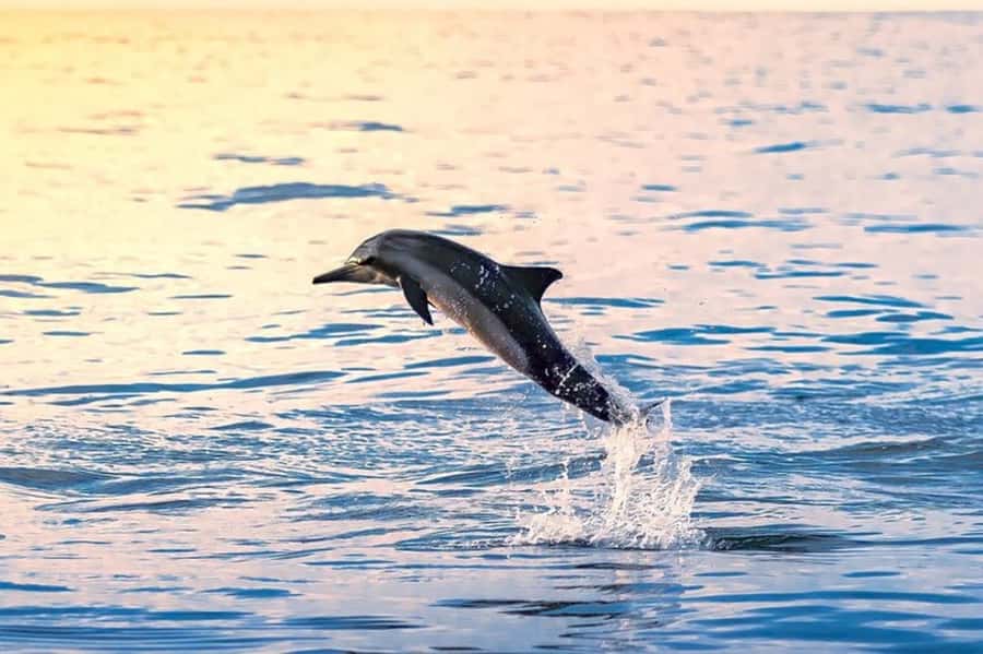Muscat: Snorkeling and Dolphin Watching Tour - What makes the snorkeling stop worthwhile