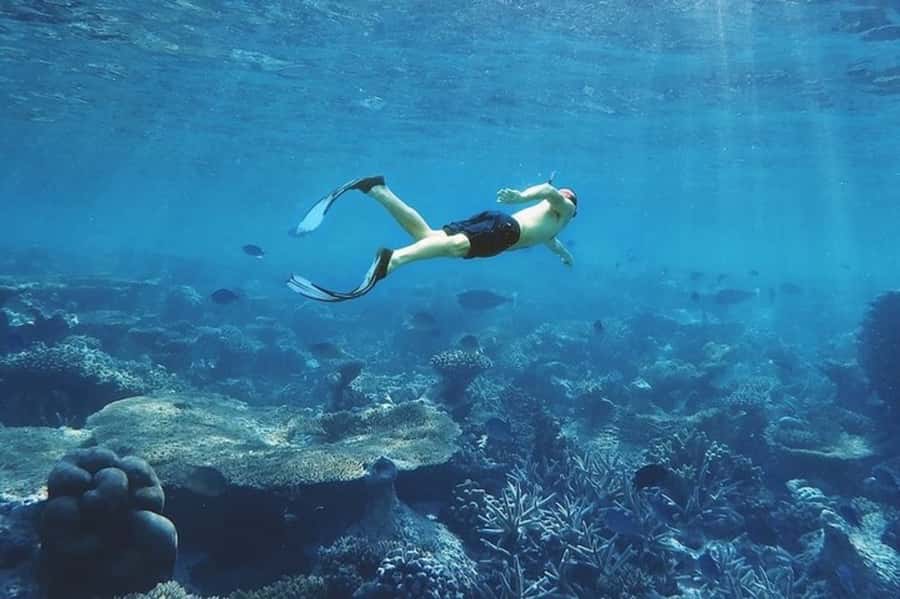 Muscat: Snorkeling and Dolphin Watching Tour - What the positive experiences reveal