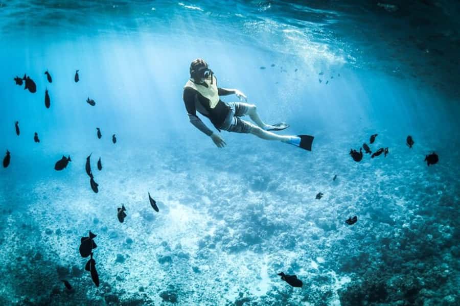 Muscat: Snorkeling and Dolphin Watching Tour - A three-hour mix of cruise, dolphins, and snorkeling
