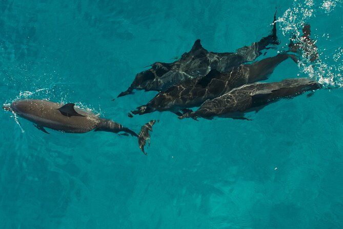 Na Pali Coast Half-Day Raft and Snorkel Adventure - Wildlife watching along the coast