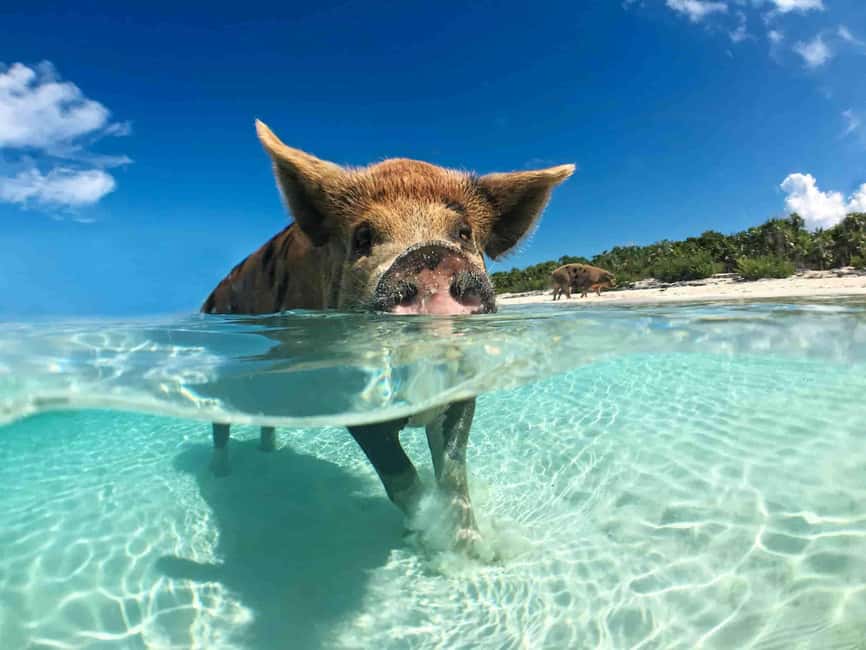 Nassau: 3-Island Snorkel Tour with Pigs, Beach Club, & Lunch - A compact boat trip with a lot packed in