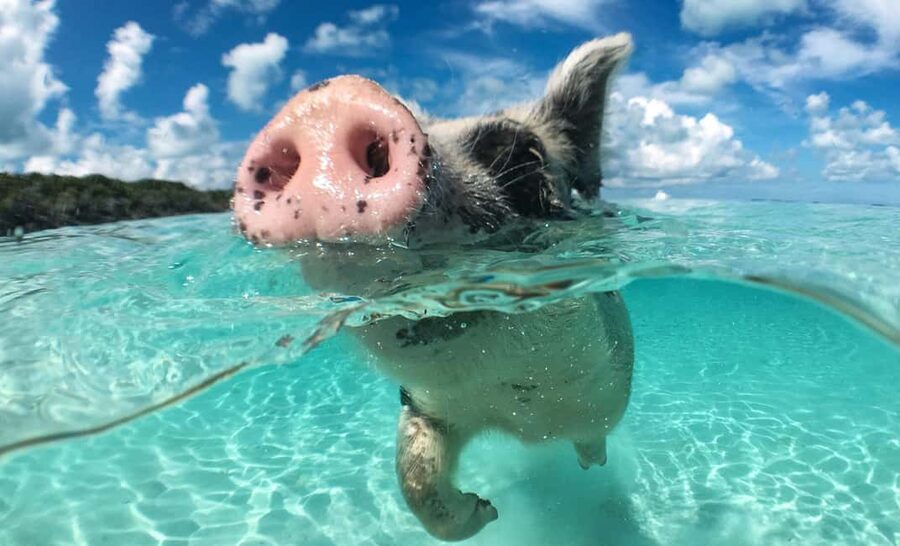 Nassau: 3-Island Snorkel Tour with Pigs, Beach Club, & Lunch - The boat ride through Nassau waters