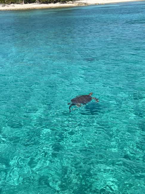 Nassau: 3 Islands Boat w/ Swimming Pigs, Snorkeling & Turtle - Why the pig swim is only part of the appeal