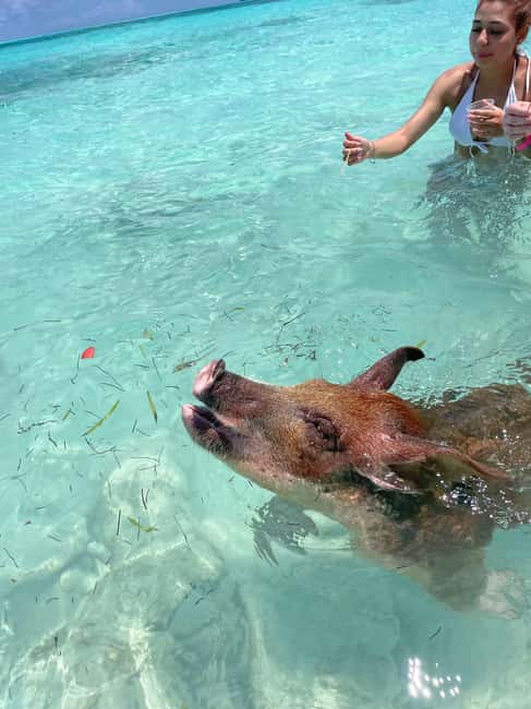 Nassau: 3 Islands Boat w/ Swimming Pigs, Snorkeling & Turtle - The boat atmosphere and what is included