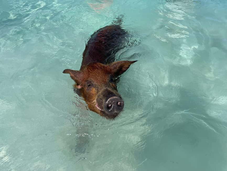 Nassau: 3 Islands Boat w/ Swimming Pigs, Snorkeling & Turtle - Practical ways to enjoy the three hours
