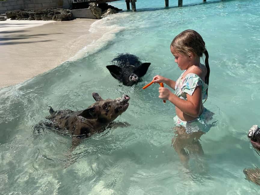 Nassau: 3 Islands Boat w/ Swimming Pigs, Snorkeling & Turtle - A fast ride out to Pearl Island