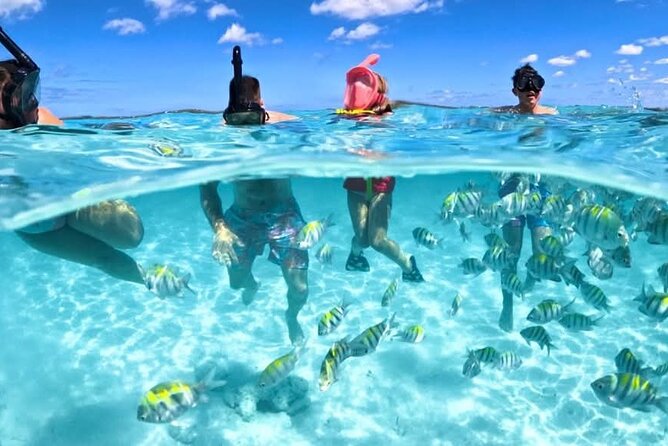 Nassau: 3 islands Pigs,Turtles,Snorkel & Beach Club with lunch - Key points at a glance