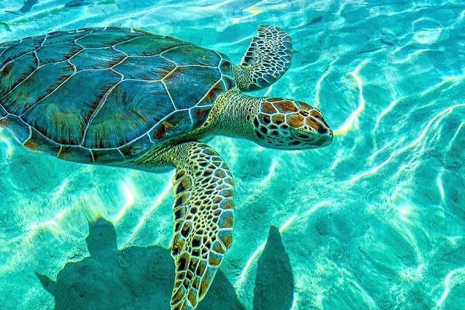 Nassau: 3 islands Pigs,Turtles,Snorkel & Beach Club with lunch - Three islands, two reefs, and a lot of water time