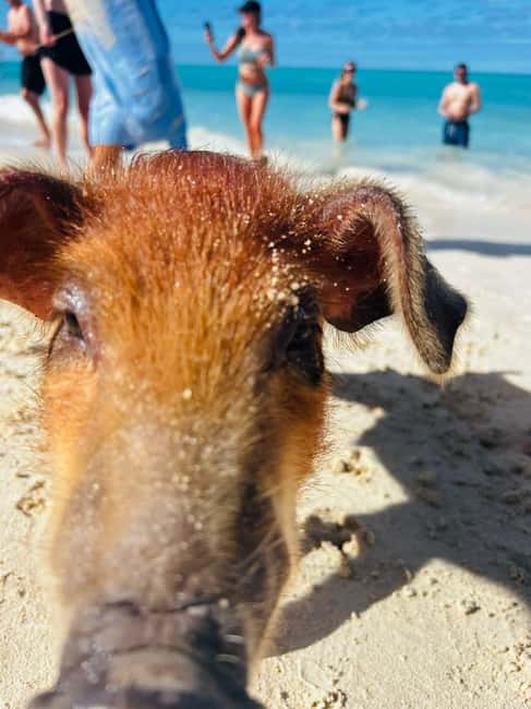 Nassau: 3 Islands Tour, Snorkel, Pig Beach, Turtles & Lunch - Four reasons this tour earns attention