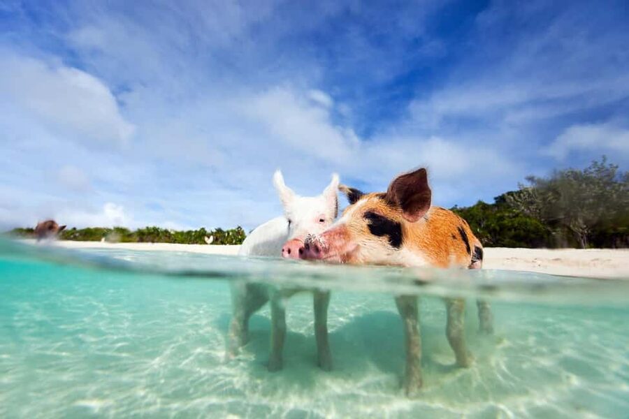 Nassau: 3 Islands Tour, Snorkel, Pig Beach, Turtles & Lunch - A fast island day from Nassau