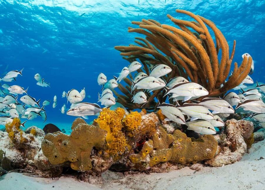 Nassau: 3 Islands Tour, Snorkel, Pig Beach, Turtles & Lunch - The four-hour schedule is useful for cruise visitors