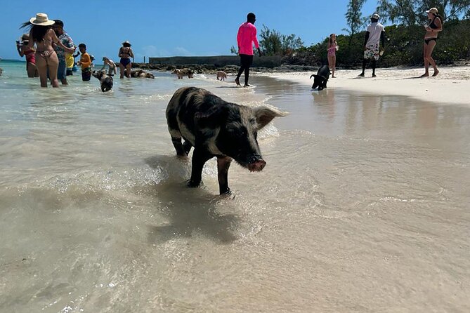 Nassau 3-stops: Snorkeling, Swimming Pigs, Turtles & Lunch - A relaxed start from Montagu Beach