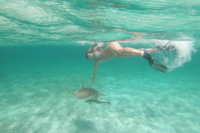 Nassau 3-stops: Snorkeling, Swimming Pigs, Turtles & Lunch - Pig Beach: fun, cute, and not quite what the name suggests