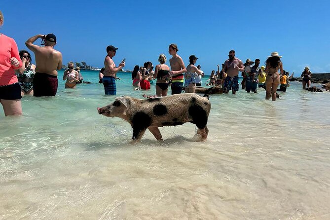 Nassau 3-stops: Snorkeling, Swimming Pigs, Turtles & Lunch - Pearl Island reef stop: your first look below the surface