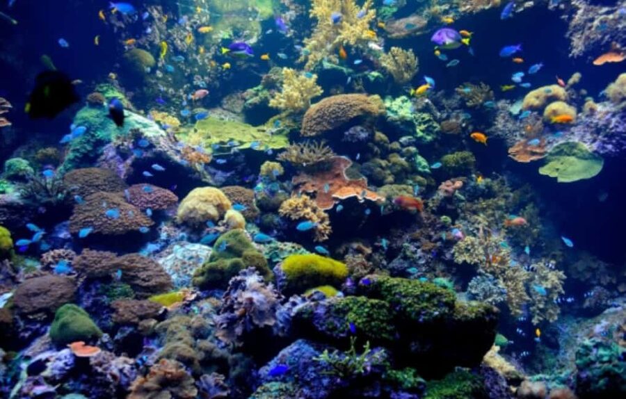 Nassau: Catamaran Sail and Snorkel Tour - Snorkeling around Athol Island or Spruce Cay