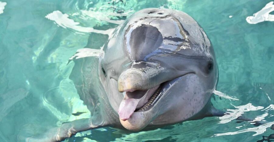 Nassau: Half-Day Guided Cay Cruise, Sea Life Watch & Snorkel - Why This Three-Hour Cay Cruise Works