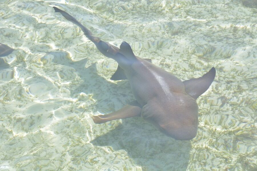 Nassau: Half-Day Guided Cay Cruise, Sea Life Watch & Snorkel - Rose Island’s Quiet Final Stop