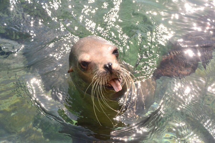 Nassau: Half-Day Guided Cay Cruise, Sea Life Watch & Snorkel - Who Should Book This Nassau Tour?