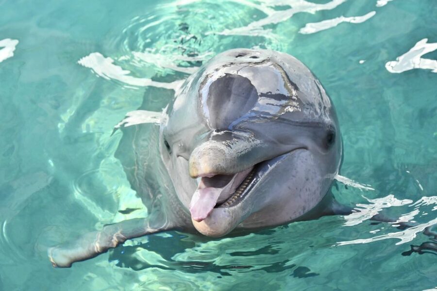 Nassau: Half-Day Guided Cay Cruise, Sea Life Watch & Snorkel - Blue Lagoon Island: Scenery, Dolphins, and Sea Lions