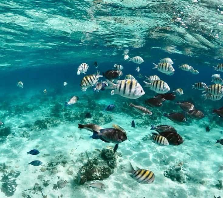 Nassau: Pigs, Snorkel, Turtles, Lunch, Private Beach Club - Crew, safety, and the feel of the boat