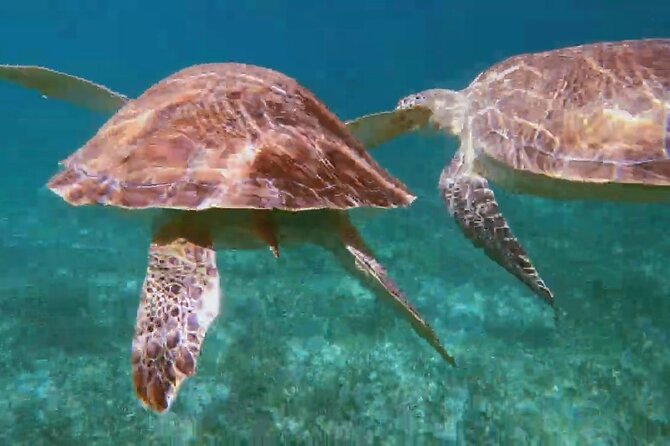 Nassau: Private Island & Snorkeling, Turtles, Drinks, & BBQ - The BBQ lunch is filling but not fancy