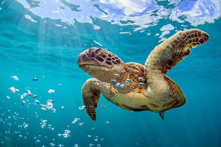 Nassau: Private Island & Snorkeling, Turtles, Drinks, & BBQ - Should you book the Rose Island and turtle outing?