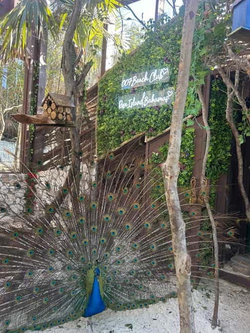Nassau: Reef Snorkeling, Turtles, Lunch & Private Beach Club - How the four hours really feel