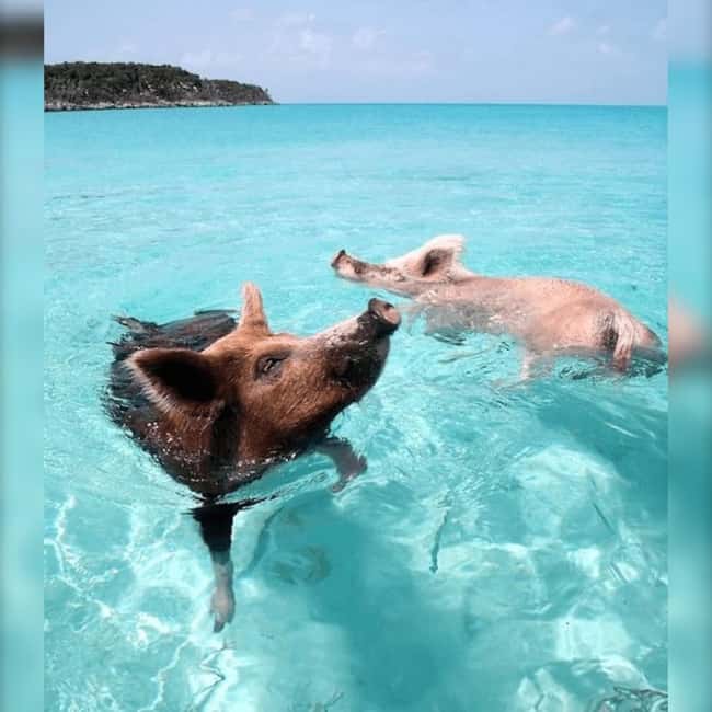 Nassau: Rose 3-Island Tour with Snorkeling and Lunch - Nassau to Rose Island in one energetic half-day