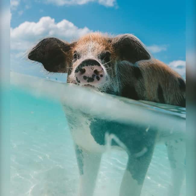 Nassau: Rose 3-Island Tour with Snorkeling and Lunch - Gilligan’s Island and the short sightseeing stop