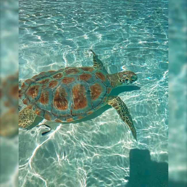 Nassau: Rose 3-Island Tour with Snorkeling and Lunch - Timing, comfort, and who should book