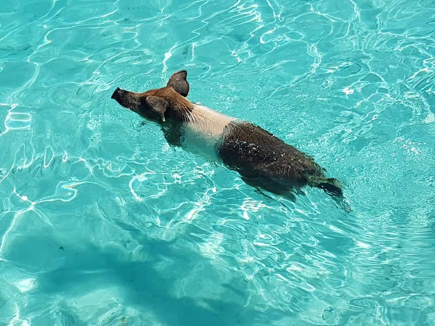 Nassau: Rose Island Swimming Pigs & Turtles Snorkeling Tour - Meeting the swimming pigs on Rose Island