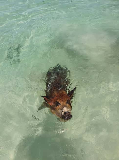 Nassau: Rose Island Swimming Pigs & Turtles Snorkeling Tour - Is $127 a fair price?