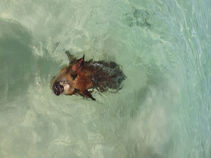 Nassau: Rose Island Swimming Pigs & Turtles Snorkeling Tour - My take on the full experience